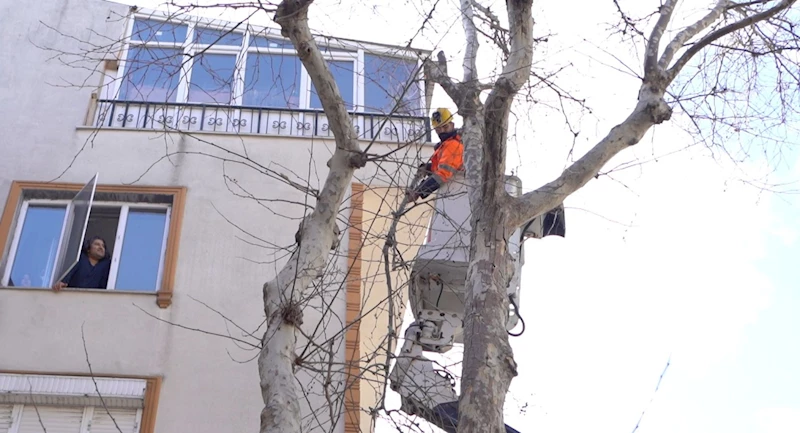 Bandırma Belediyesi Ağaçlarının Sağlığını Koruyor