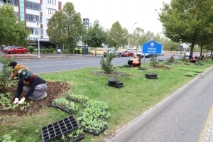 Kışlık çiçekler toprakla buluşmaya başladı