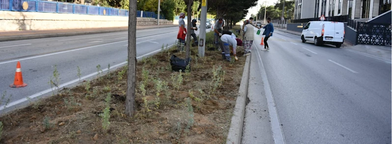 Atikhisar Caddesi Lavantalar İle Donatıldı