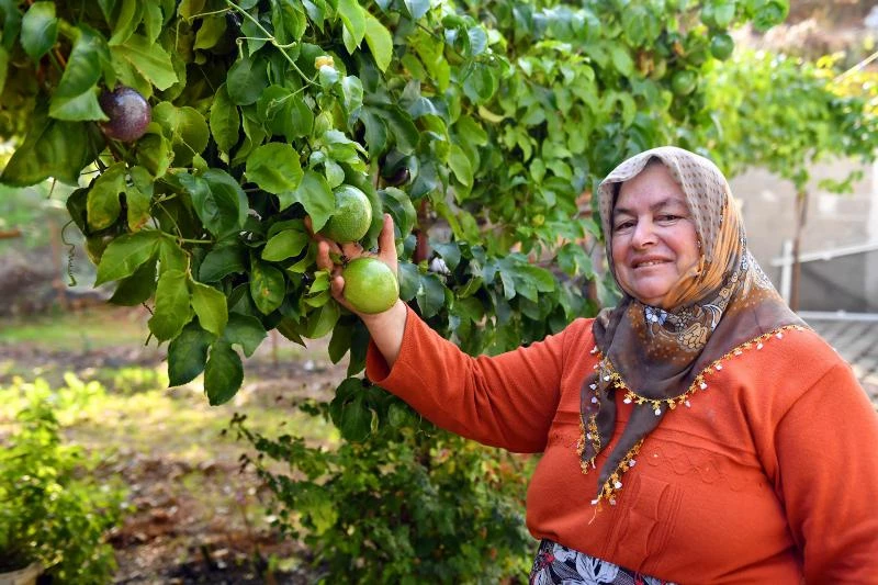 Anamurlu Passiflora Üreticileri Büyükşehir’in Destekleriyle Hasat Yaptı