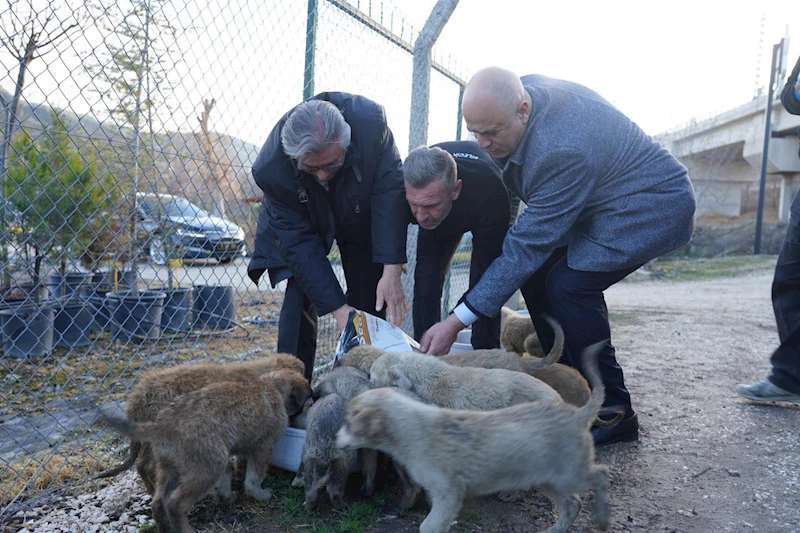 Başkan Kaya Sera Alanını Ziyaret Ederek Sokak Hayvanları İçin Yem Bıraktı