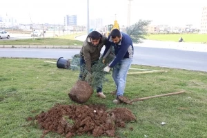 Piran Caddesi ağaçlandırıldı