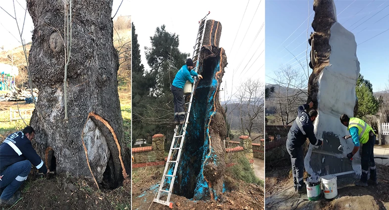 Büyükşehir’den 100 yıllık çınara tedavi