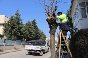 RADAR CADDESİ’NDE BUDAMA ÇALIŞMASI YAPILDI