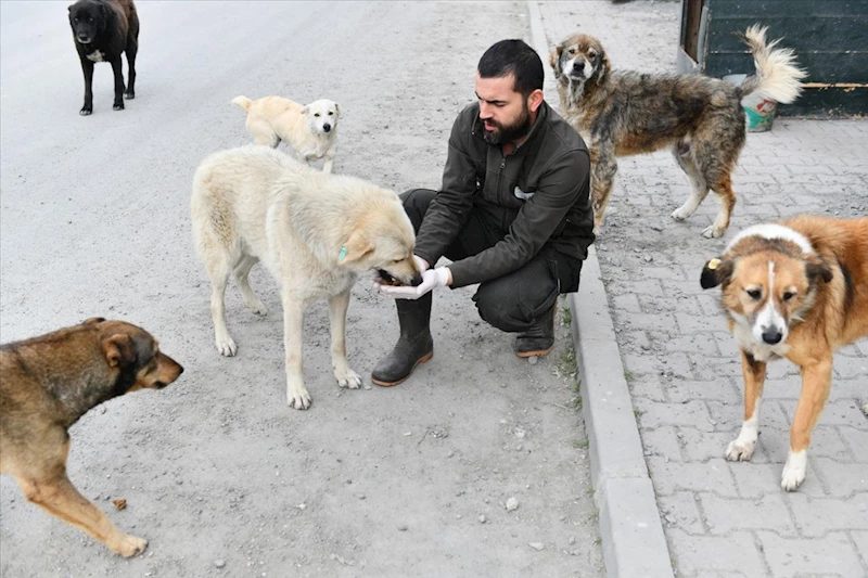 Esenyurt Belediyesi Can Dostlarımızı Yalnız Bırakmıyor