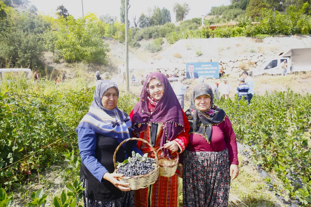 Antalya’da Aronya hasadı başladı