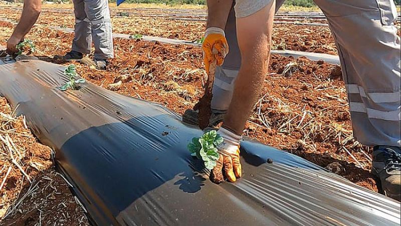 Antalya Orman Çiftliği’nde hareketli günler